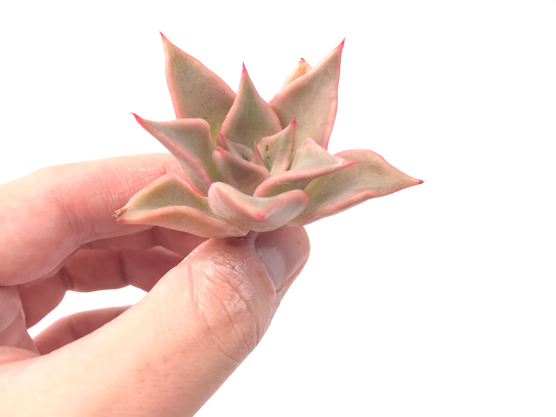 Echeveria 'Madiba' Small Cutting 1" Succulent Plant