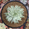 Graptoveria 'Fanfare' Variegated 4" Succulent Plant