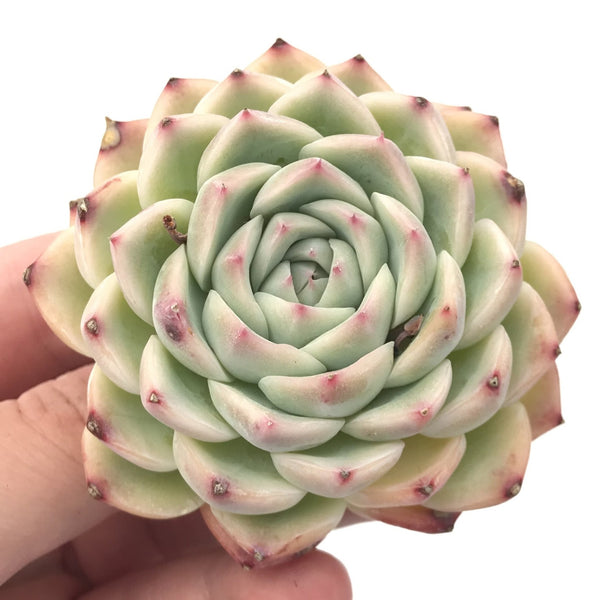 Echeveria sp. 3” Succulent Plant