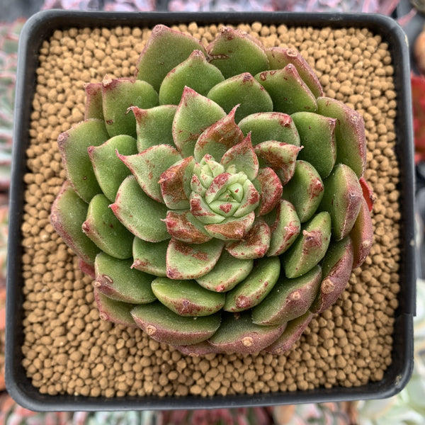 Echeveria Agavoides 'Candy Candy' 3"-4" Succulent Plant