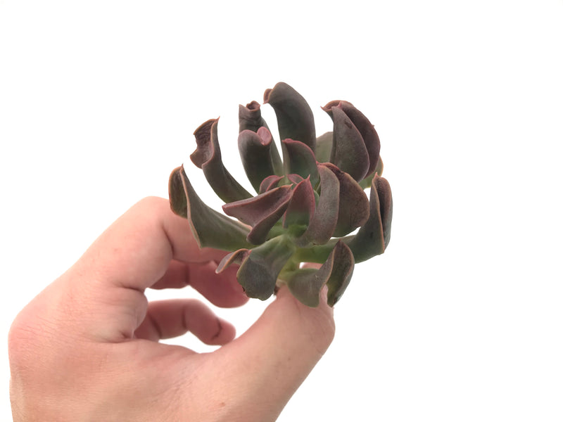 Echeveria 'Black Hawk' 3" Succulent Plant