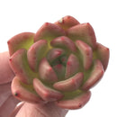 Echeveria Agavoides 'Champaign' 1" Succulent Plant