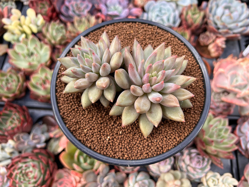 Pachyphytum 'Angels Finger' 3" Cluster Succulent Plant