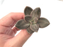 Echeveria 'Xichuensis' Small 1"-2" Succulent Plant