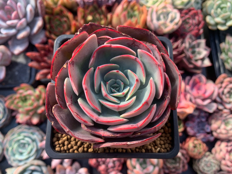 Echeveria 'Muesli' 3” Rare Succulent Plant