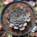 Echeveria 'Zeta' 2"-3" Succulent Plant