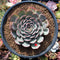 Echeveria 'Zeta' 2"-3" Succulent Plant