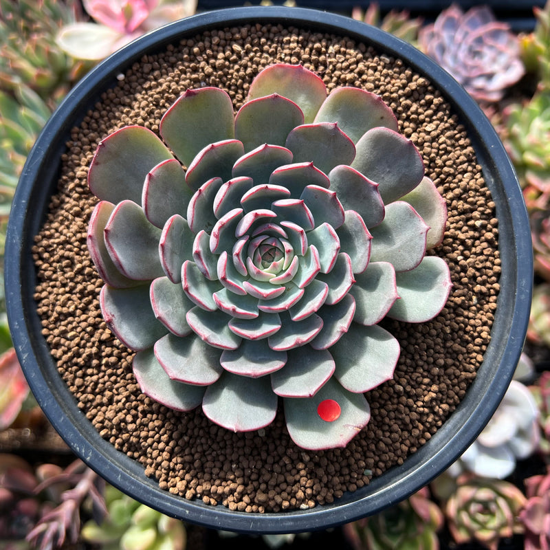 Echeveria 'Zeta' 2"-3" Succulent Plant