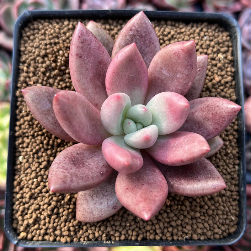 Graptoveria 'Ruby Donna' 3" Succulent Plant