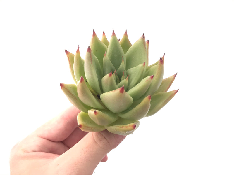 Echeveria Agavoides 'Maria' Succulent Plant