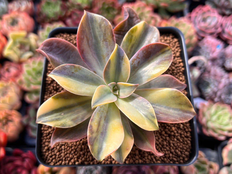 Graptoveria 'Fred Ives' Variegated 4" Succulent Plant