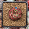 Echeveria Agavoides 'Pokeball' 1"-2" New Hybrid Succulent Plant