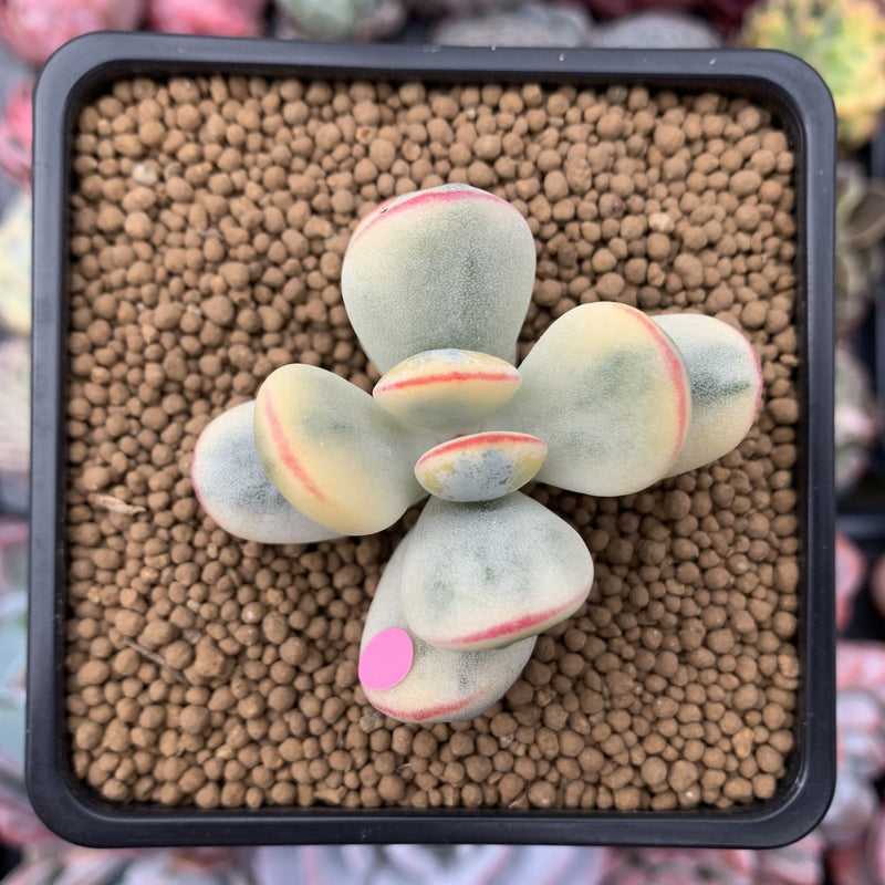 Cotyledon 'Orbiculata' Variegated 2" Succulent Plant