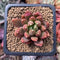 Pachyphytum Compactum 'Pink Glaucum' 1"-2" Succulent Plant