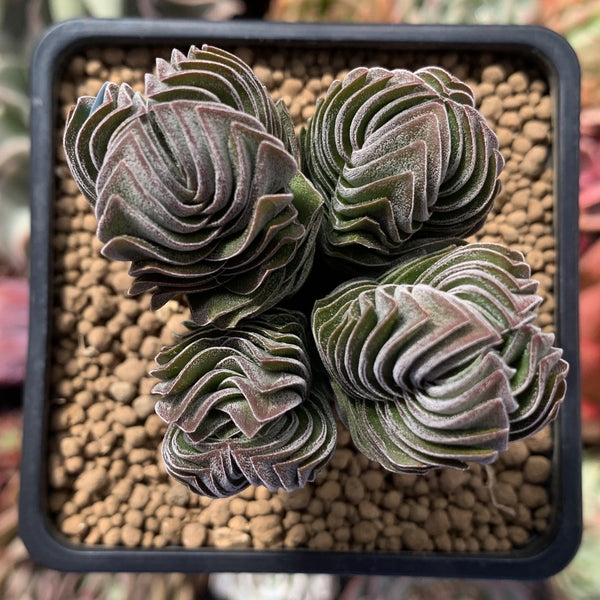 Crassula 'Buddha's Temple' 2"-3" Succulent Plant