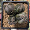 Crassula 'Buddha's Temple' 2"-3" Succulent Plant