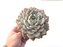 Echeveria 'Orange Monroe' 5"-6" Powdery Succulent Plant