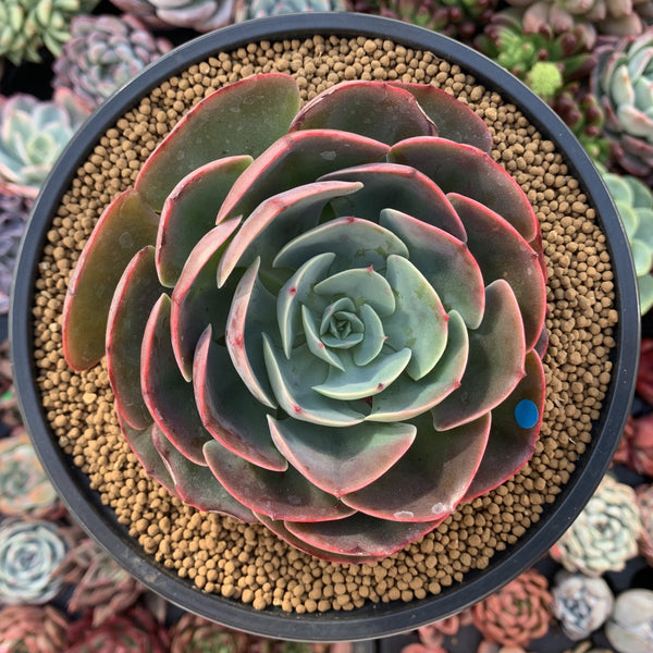 Echeveria 'Muesli' 4"-5" Large Succulent Plant