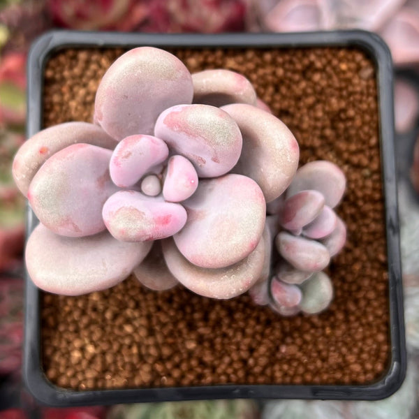 Graptopetalum 'Amethystinum' 2" Succulent Plant