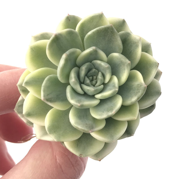 Echeveria 'Tinker Bell' Variegated 2" Succulent Plant