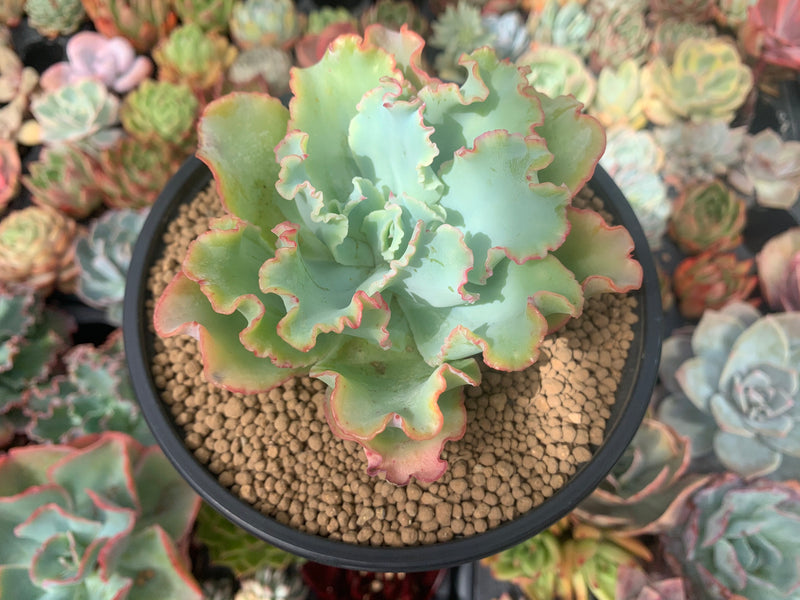 Echeveria 'Aquarius' 4" Succulent Plant