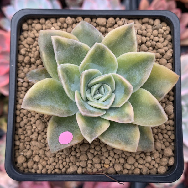 Graptoveria 'Harry Watson' Variegated 3" Succulent Plant