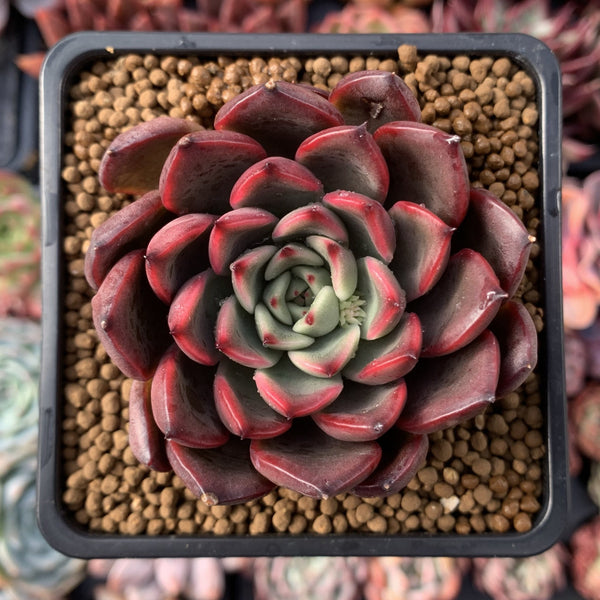 Echeveria Agavoides 'Red Bell' 3" New Hybrid Succulent Plant