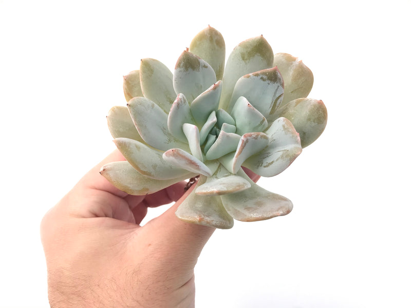 Echeveria 'Exotic' Laui x Topsy Turvery Hybrid 4" Powdery Succulent Plant