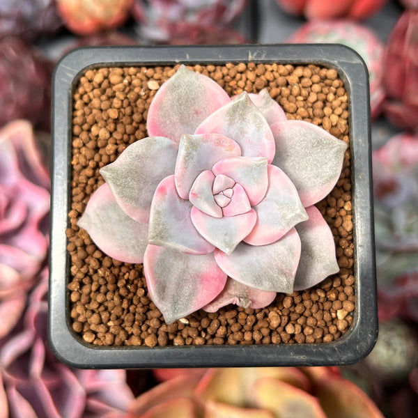 Graptopetalum 'Purple Delight' Variegated 1" Succulent Plant