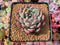 Echeveria 'Colby' 3" Succulent Plant