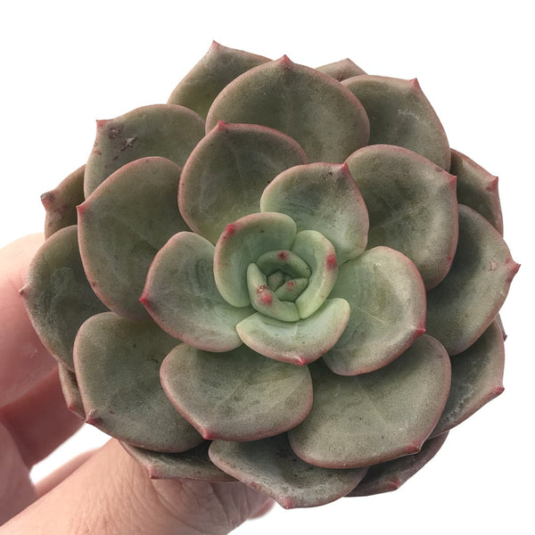 Echeveria 'Mongsil' 3" Succulent Plant