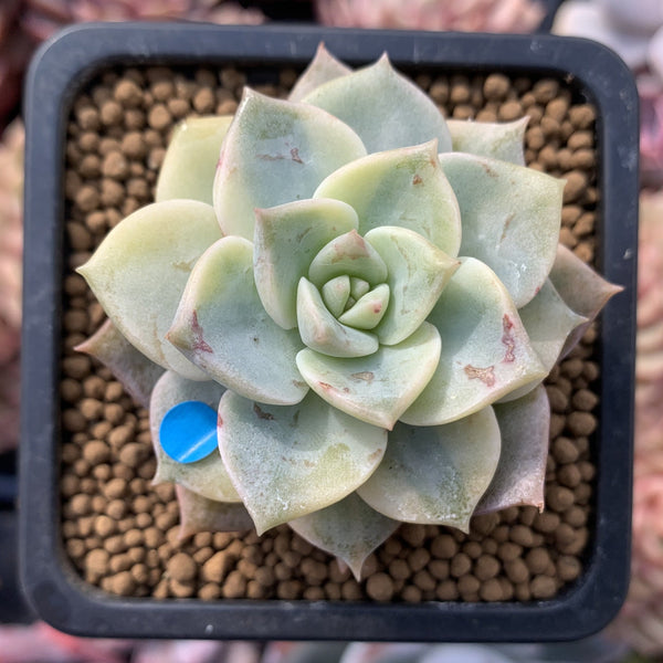 Echeveria 'Hakubotan' Variegated 1"-2" Succulent Plant