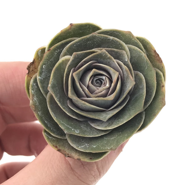 Greenovia 'El Hiero' 2" Succulent Plant