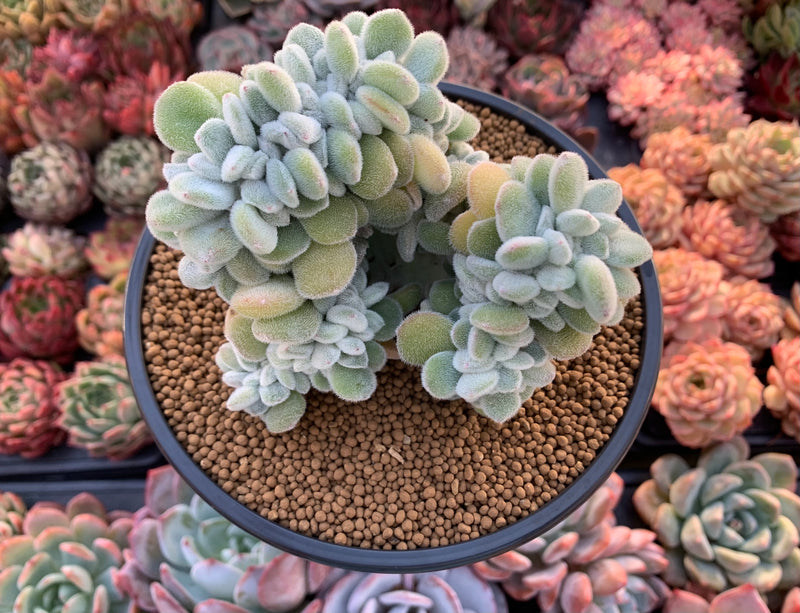 Echeveria 'Pulvinata 'Frosty' Crested 5" Succulent Plant