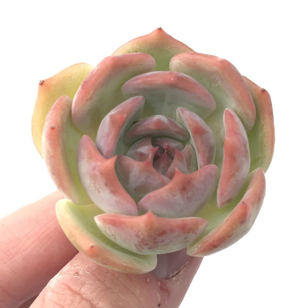 Echeveria 'Rosanna' Small 1"-2" Succulent Plant