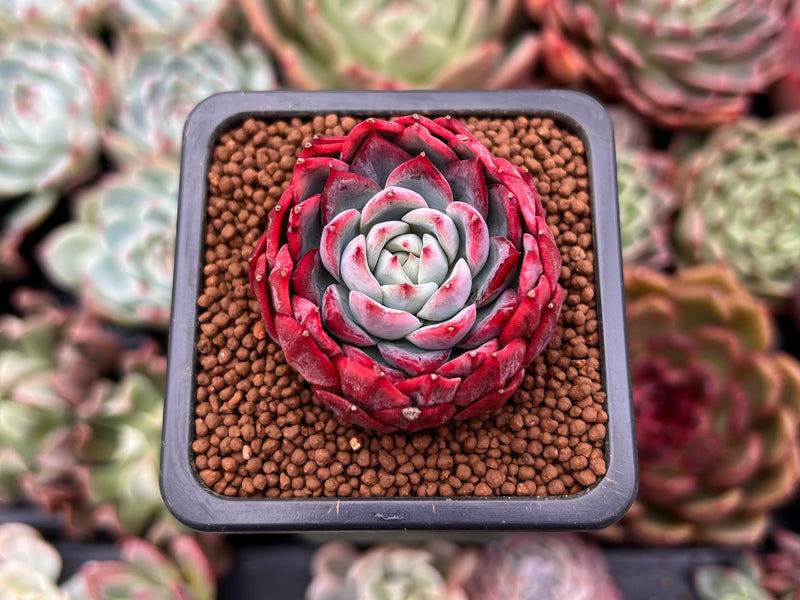 Echeveria 'Alliance' 1" Succulent Plant