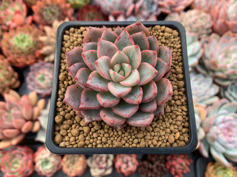 Echeveria Agavoides 'Blood Spirit' 2" Succulent Plant