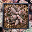 Echeveria Agavoides 'Magic Plot' 2" Succulent Plant