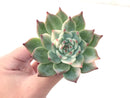 Echeveria 'Chihuahuaensis' Variegated 3" Succulent Plant