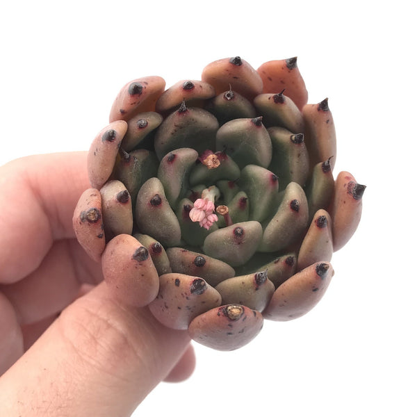 Echeveria Agavoides ‘Sarabony’ 1”-2” Rare Succulent Plant