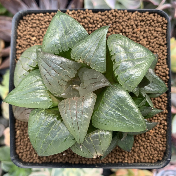 Haworthia Comptoniana 'Stained glass' Cluster 3" Succulent Plant