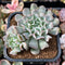 Echeveria 'Revolution' 2" Cluster Succulent Plant