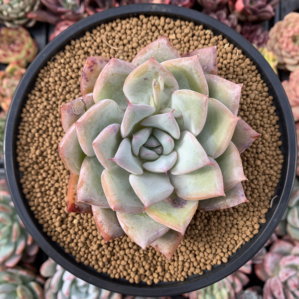 Echeveria 'Irene' 4" Powdery Succulent Plant