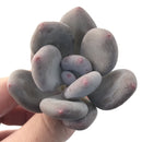 Pachyveria 'Beauty' 2" Powdery Succulent Plant