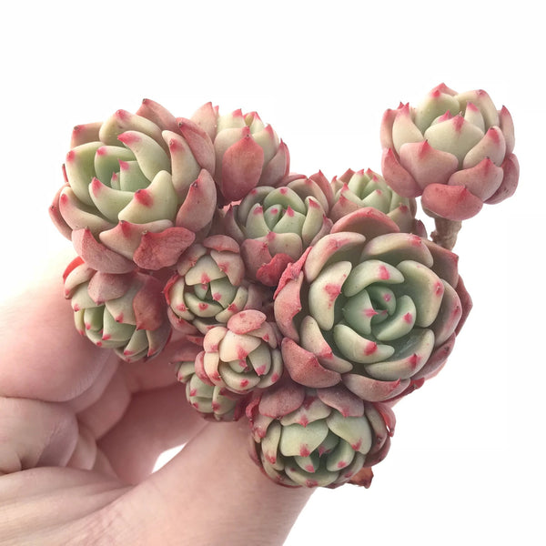 Echeveria Nanahukumini Cluster 3” Rare Succulent Plant