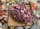 Graptoveria 'Debbie' Crested 3"-4" Succulent Plant