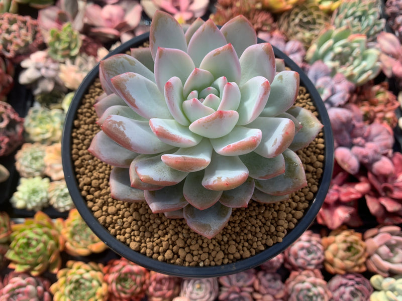 Echeveria 'Elegans Potosina' 4" Succulent Plant