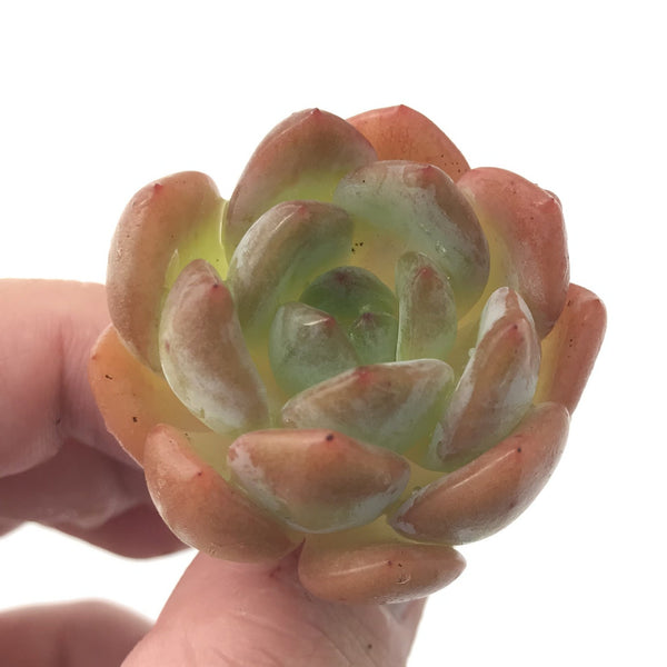 Echeveria 'Star Mark' 1" Rare Succulent Plant