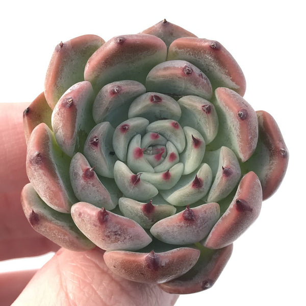 Echeveria 'Cherry Blossom Ending' 1"-2" New Hybrid Succulent Plant