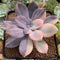 Quetzalcoatlia 'Pentandra Superba' Variegated 3" Succulent Plant (Formerly Graptopetalum 'Pentandrum Superbum' Variegated)